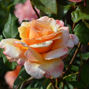 Tahitian Sunset Rose flowers