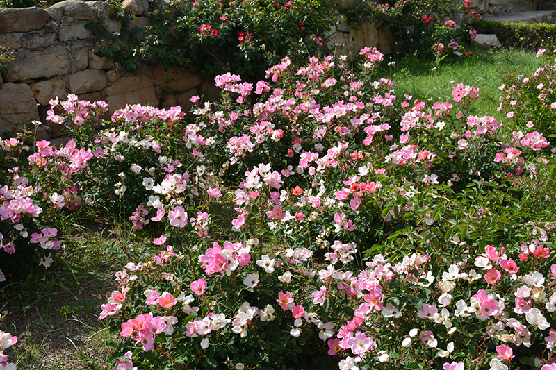 Rainbow Knock Out® Rose in bloom