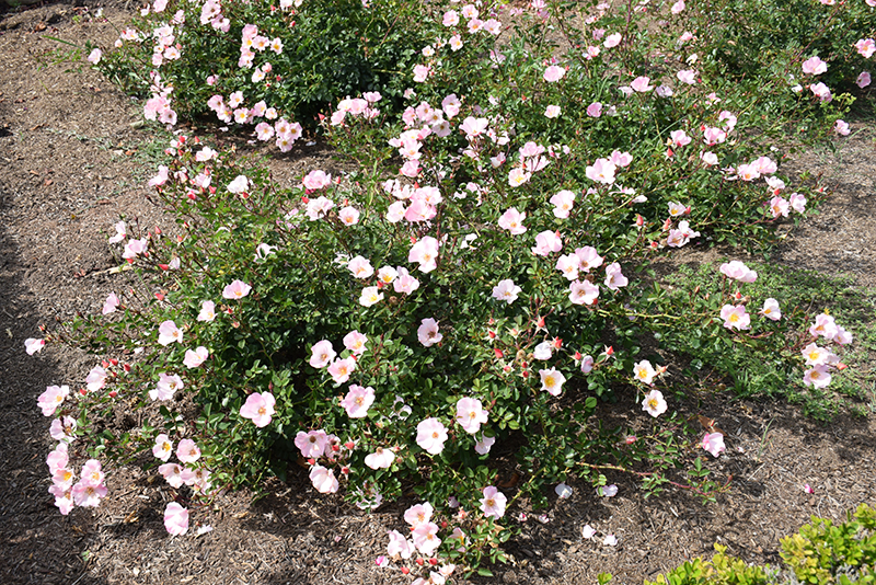 Carefree Delight Rose in bloom