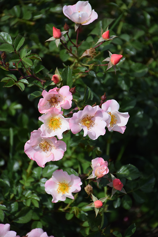 Carefree Delight Rose flowers