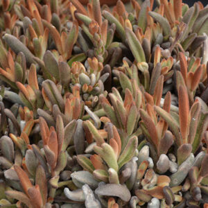 Chocolate Soldier Panda Plant