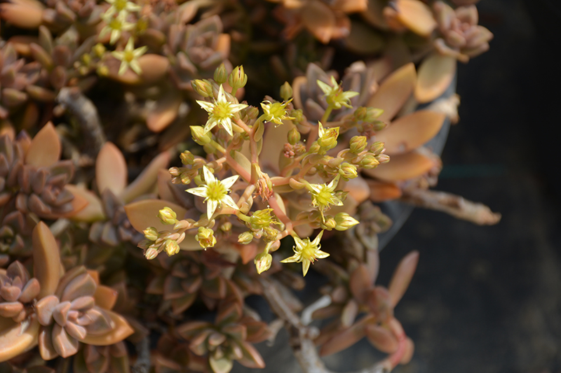 California Sunset Graptosedum flowers
