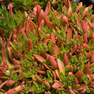 Campfire Crassula