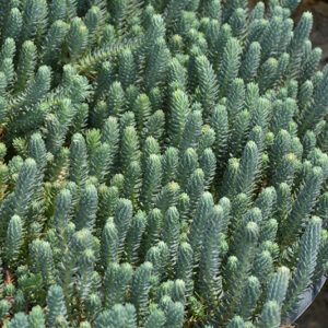 Blue Spruce Stonecrop