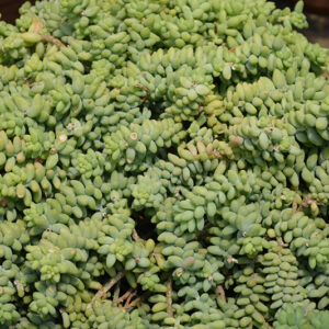 Burro's Tail