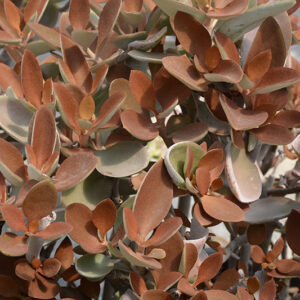 Copper Spoons foliage