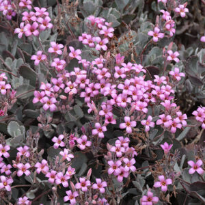 Flower Dust Plant flowers