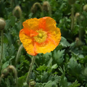 Champagne Bubbles Poppy flowers