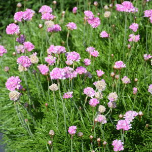 Sea Thrift flowers