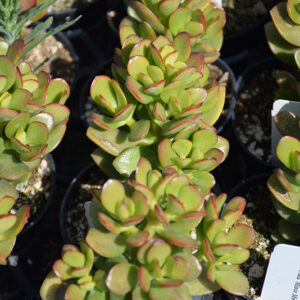 Miniature Jade Plant