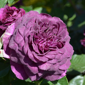 Ebb Tide Rose flowers