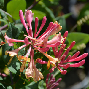 Goldflame Honeysuckle flowers