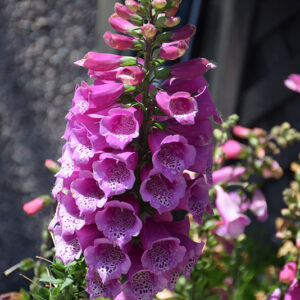Dalmatian Purple Foxglove flowers