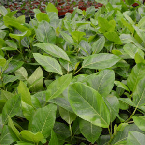 Altissima Council Tree foliage