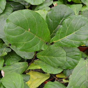 Bambino Dwarf Fiddle Leaf Fig in full
