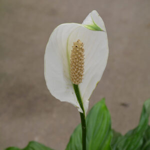 Sweet Pablo Peace Lily flowers