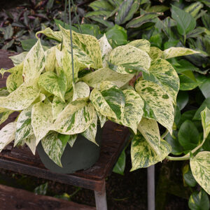 Marble Queen Golden Pothos in full