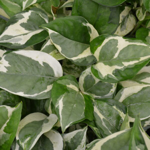 Pearls And Jade Pothos foliage