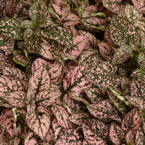 Polka Dot Plant foliage