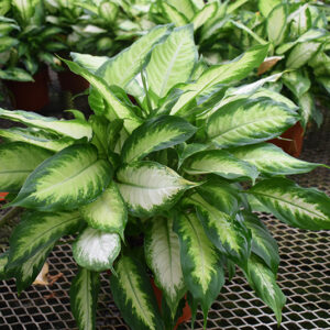 Camille Dieffenbachia in full