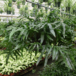 Kangaroo Fern in full