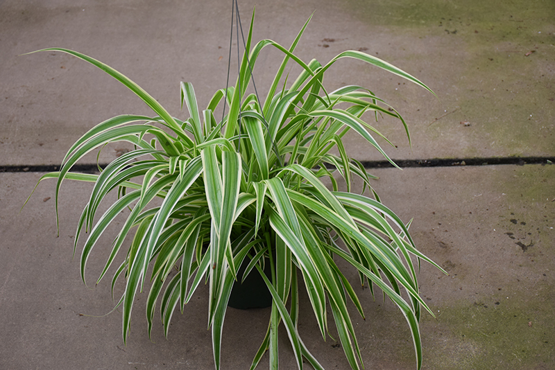 Reverse Variegated Spider Plant in full