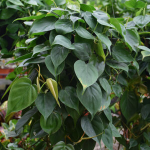 Jade Pothos in full