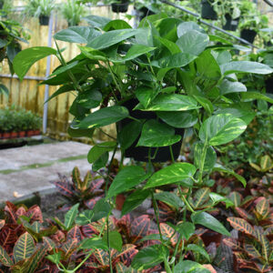Heartleaf Philodendron in full