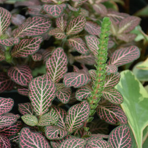 Red Anne Nerve Plant in full