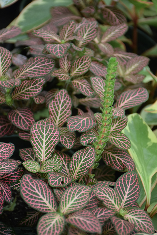 Red Anne Nerve Plant in full