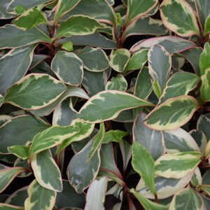 Ginny Peperomia foliage