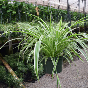 Reverse Variegated Spider Plant in full