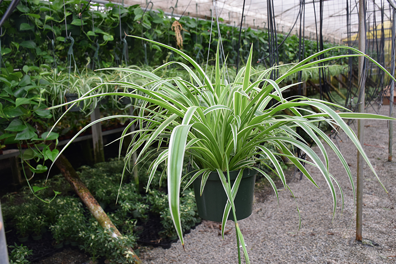 Reverse Variegated Spider Plant in full