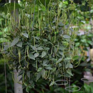 Funky Frog Peperomia in full