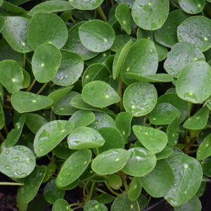 Chinese Money Plant in full
