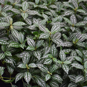 Minima Aluminum Plant in full