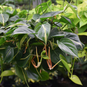Silver Stripe Philodendron in full