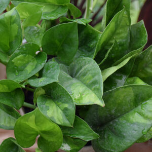 Golden Pothos foliage