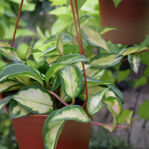 Tricolor Wax Plant in full