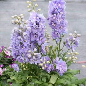 Guardian Lavender Larkspur flowers