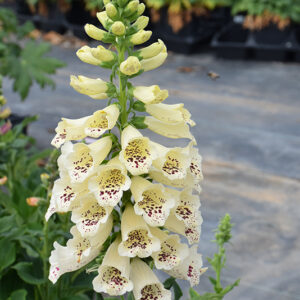 Dalmatian Creme Foxglove flowers