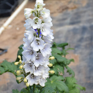 Guardian White Larkspur flowers