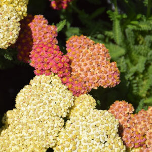 Desert Eve&trade; Terracotta Yarrow flowers