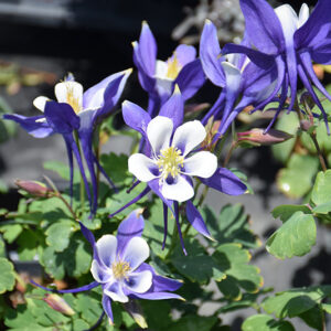 Origami Blue and White Columbine flowers