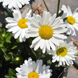 Lancaster® Betsy™ Shasta Daisy flowers
