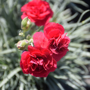 Devon Cottage&trade; Ruby's Tuesday Pinks flowers