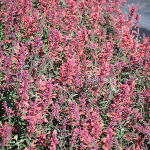 Kudos™ Coral Hyssop in bloom