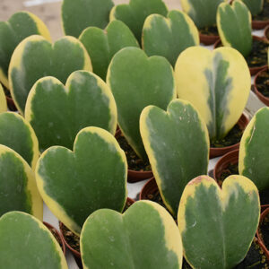 Variegated Sweetheart Plant in full