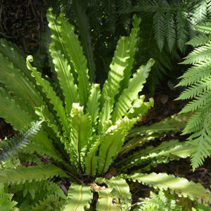 Living Lace&trade; Victoria Japanese Bird's Nest Fern