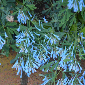 Hillier&trade; Porcelain Blue Corydalis flowers